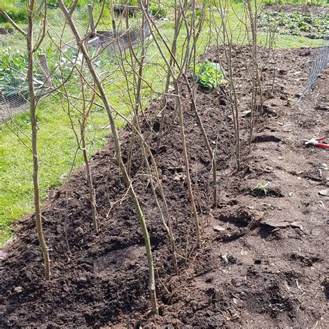 Pea sticks: How to use natural peastick plant supports to grow peas ...