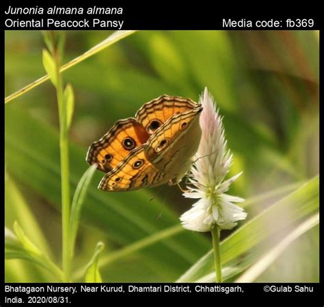 Junonia almana | Butterfly