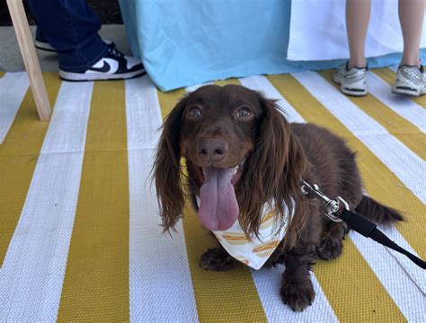 WATCH: Backstage Chicago, Episode 4: Feathers, fur and fun — inside ...