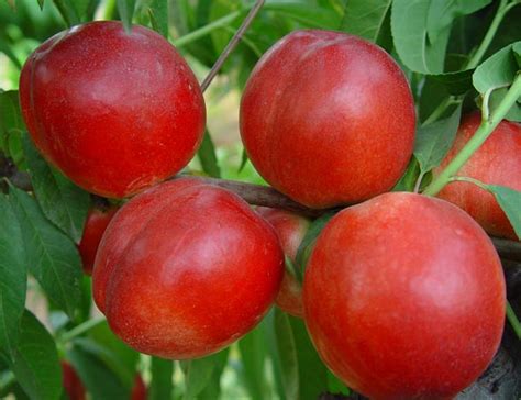 中农金辉油桃简介 - 绿果油桃品种