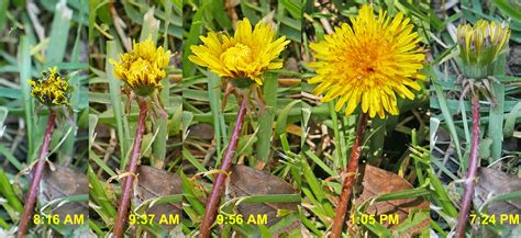 Weed Watch: Lion’s Tooth, Blowball, Pissabed…A Dandelion by Another Name*