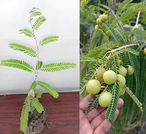 Bhumi Amla Plant | Hybrid All Seasons | Indian Gooseberry Grafted Plant ...