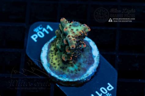 Acropora in Coral ID - The Whitecorals coral encyclopedia [Coral ...