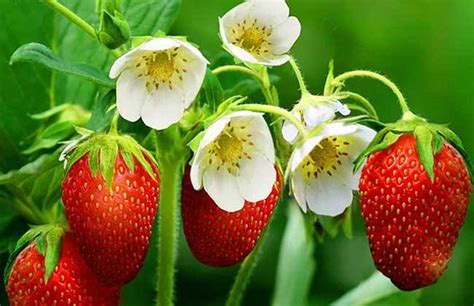 吃了那么多年的草莓，你了解什么是四季草莓吗？_土壤