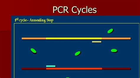 PCR Lecture 的图像结果