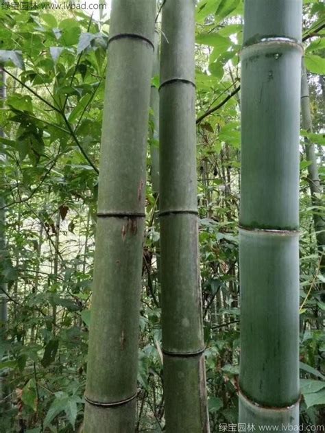 毛竹种子可以在秋天能种-绿宝园林网