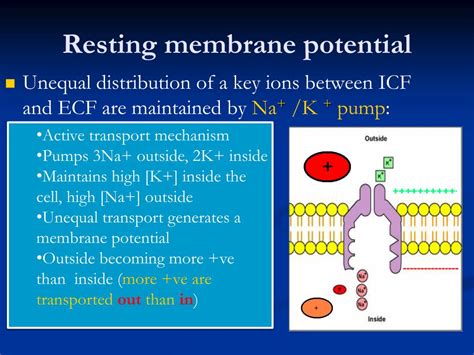Image result for Cell Resting Membrane Potential