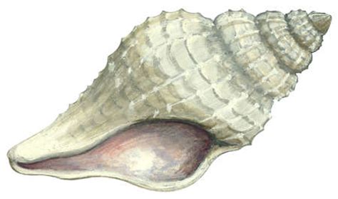 Image result for Shell Anklets