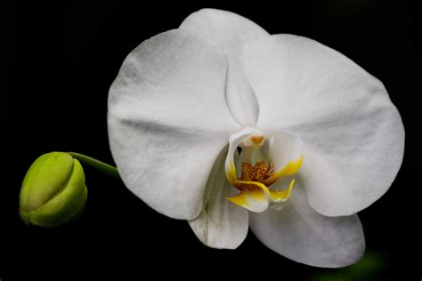 White Orchid Flower Free Stock Photo - Public Domain Pictures