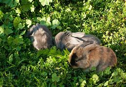 Image result for Three Baby Rabbit