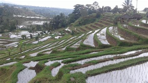 DESA WISATA JATILUWIH - Lodge Reviews & Photos - Tripadvisor