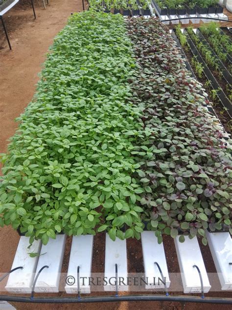 Hydroponics Systems - Tresgreen Technology | Rental Vertical Gardening ...