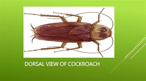 Cockroach Definition 的图像结果