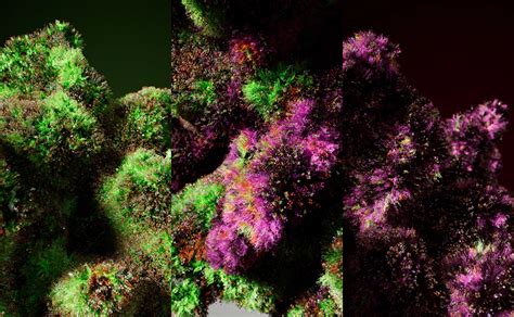 THCP: Das Super-Cannabinoid in Cannabis und seine Wirkung