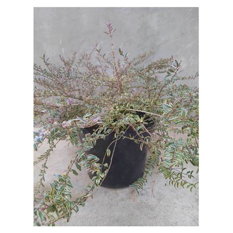 Lonicera nitida 'White Magic' | Seeding