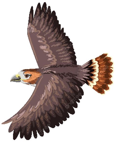 Red Tailed Hawk Clip Art Red Tailed Hawk" Art Print For Sale By