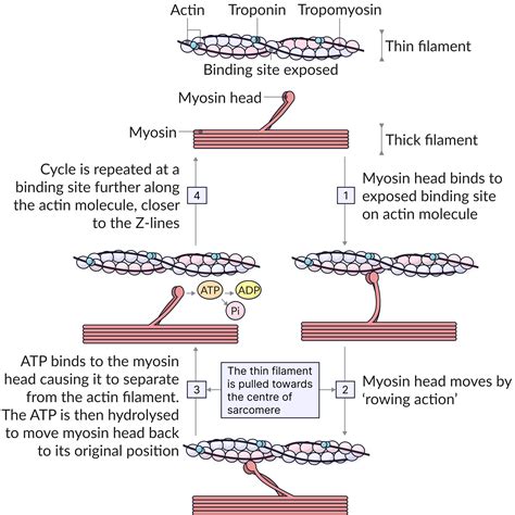 Smooth Muscle Sliding Filament Theory
