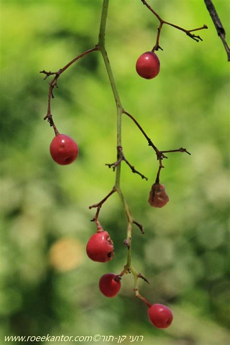 Schinus molle - American Pepper, California Pepper Tree, פלפלון בכות ...