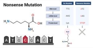 Image result for Stop Codons Nonsense Mutations