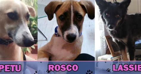 Which of these pups should be crowned the 'Cutest Indian Dog Alive ...