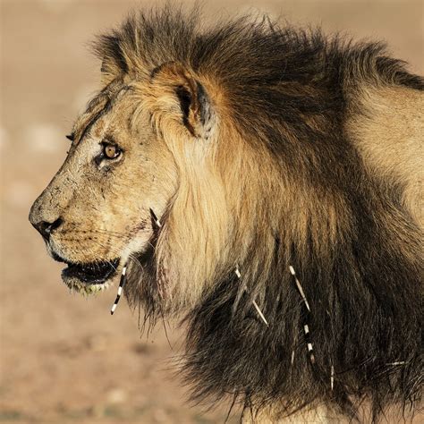 Lion Eating Human In Africa