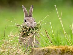 Image result for Rabbit Nesting