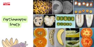 Parthenocarpy Meaning, Types, and Examples