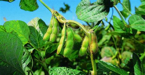 Los vecinos crecen de la mano de la producción de alimentos – Radio Mitre