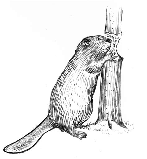 Beavers Drawing
