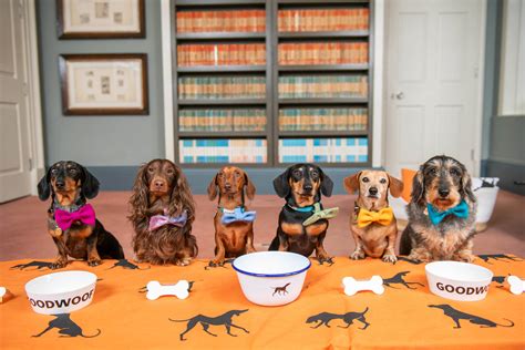 Hot Dog! Dachshund announced as celebrated breed at Goodwoof 2025 ...