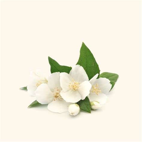 Buy Jasmine Auriculatum Absolute Oil Online at Low Price | Bulk ...