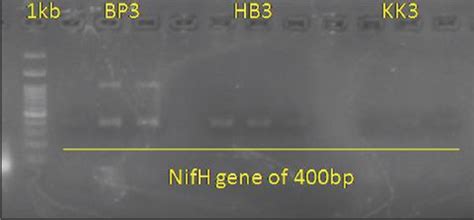 Occurrence of two endophytic associative nitrogen-fixing Caulobacter ...