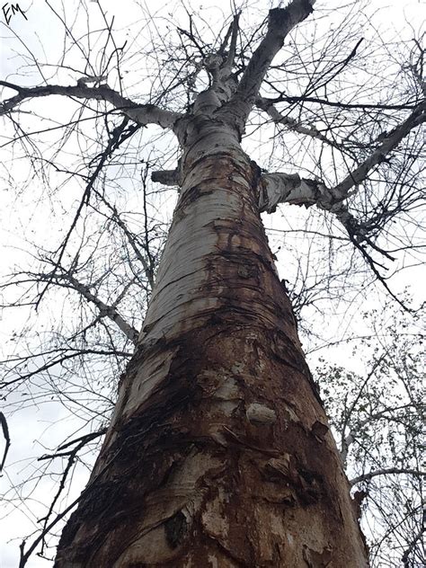 Image result for Dramatic Tree Images