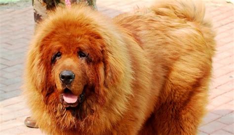 藏獒幼犬 2百萬美元天價售出 - 國際 - 自由時報電子報