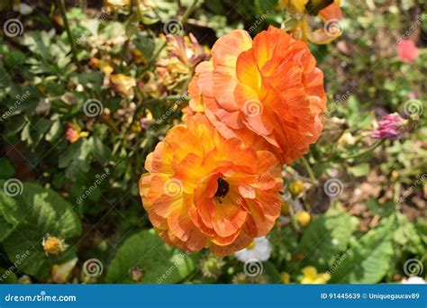 Vibrant Orange Coloured Flower Stock Image - Image of nature, flowerbud ...