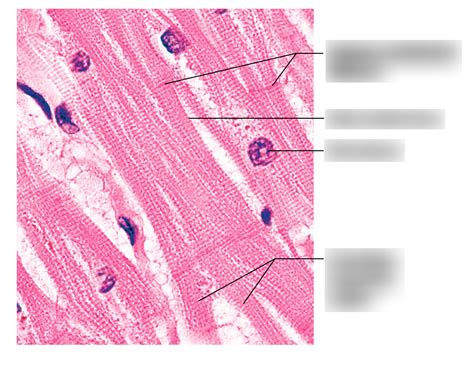 Image result for Cardiac Muscle Tissue Cells