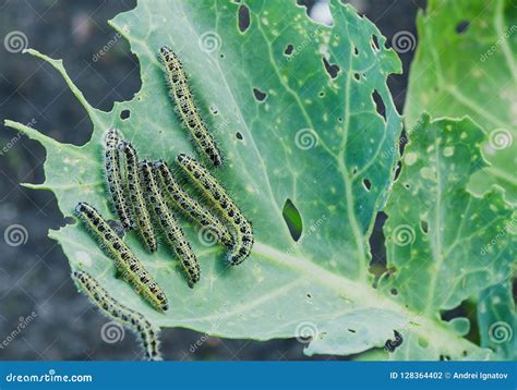 Close Up of Cabbage Caterpillars Eating Holes in Cabbage Leaf Stock ...