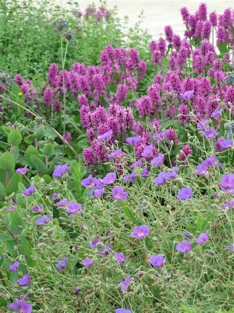 Stachys ‘Hummelo’ – Perennial Plant of the Year®