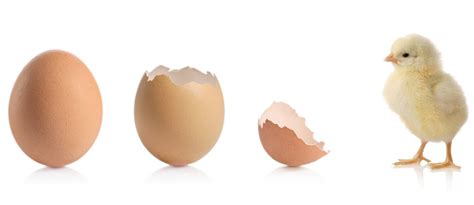 Amazing Modern Chick Hatching 的图像结果