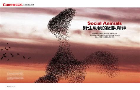 YESASIA: The Social Animal - David Brooks, Shang Zhou Chu Ban - Taiwan ...