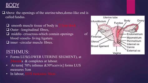 Anatomy of uterus and appendages | PPTX - isthmus of uterus