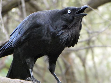 Enigmatic Raven: Symbolism of Dark Feathers and Intelligence