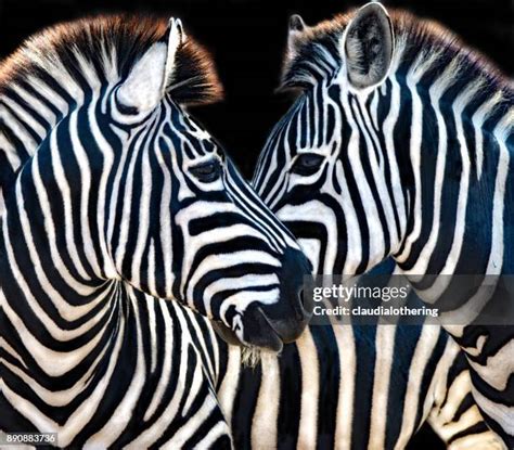 Image result for Zebra Front View