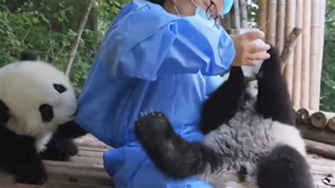 成都80后饲养员8年喂养50多只大熊猫 全身上下都是伤 - 成都 - 华西都市网新闻频道