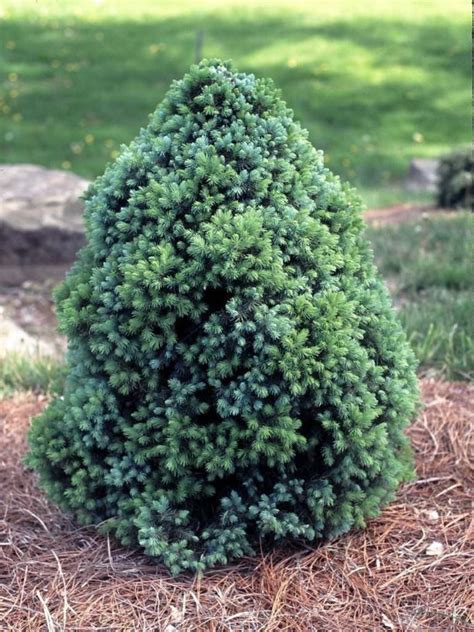 Picea glauca 'Sanders Blue' - Sanders Blue white spruce | The Dawes ...