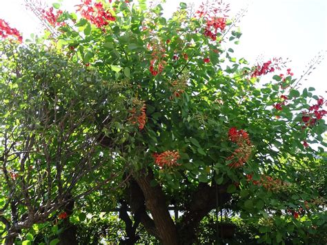 カイコウズ に対する画像結果