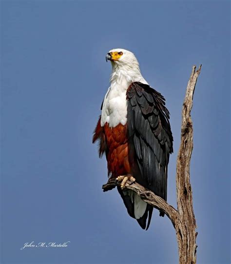 The Majestic African Fish Eagle