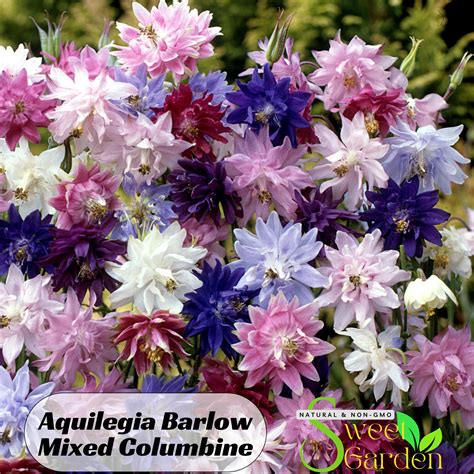 Aquilegia Barlow Mixed Columbine Seeds - Cold Resistant - Deciduous ...