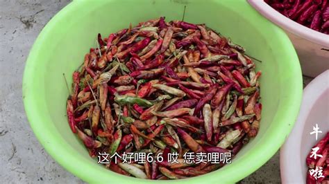 中国食辣史： 广东人引入辣椒，贵州人最早吃辣椒_凤凰网