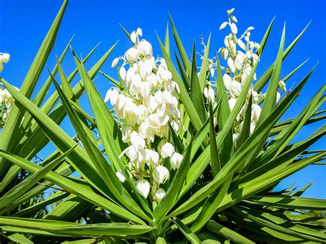 Yucca Plant Outdoor